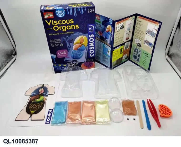 DIY Human Organ Model: A Fun And Educational Clay Kit For Learning About Anatomy In wholesale from Qili Toys