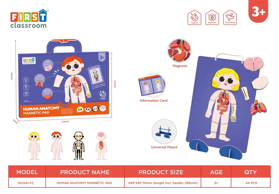 Magnetic Board - Human Body Color Box wholesale from Qili Toys